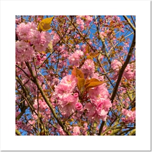 Sunlit Cherry Blossom Posters and Art